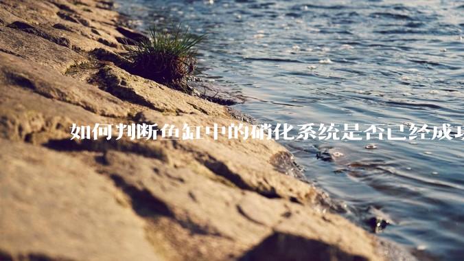 如何判断鱼缸中的硝化系统是否已经成功建立？